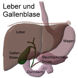 Leber und Gallenblase